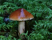 IMG_6227