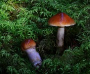 IMG_6229