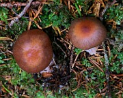 IMG_6256
