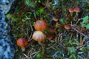 IMG_6186