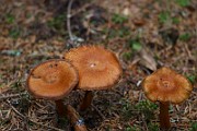 IMG_9385