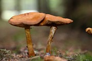 IMG_9386