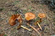 IMG_9388