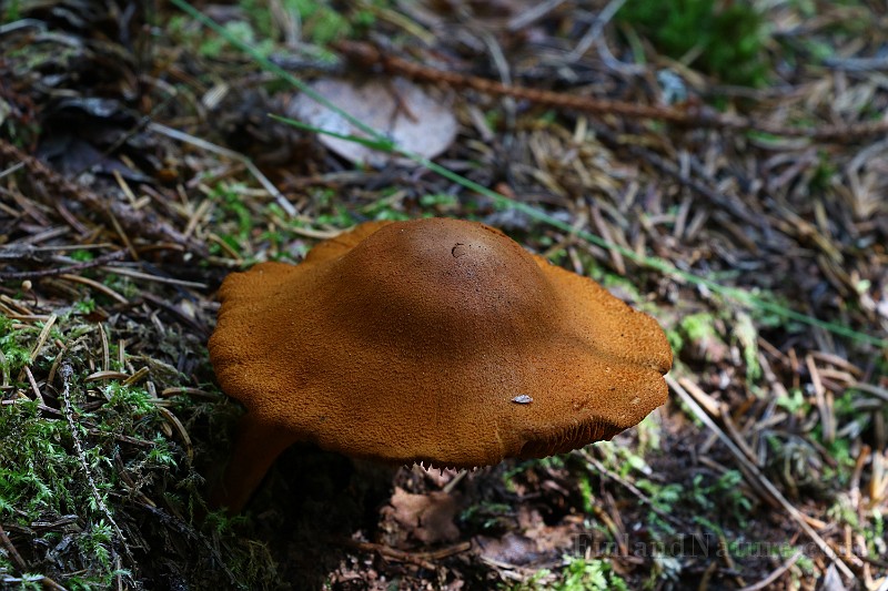 IMG_2436.JPG