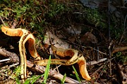 IMG_2439
