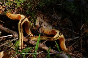 IMG_2440