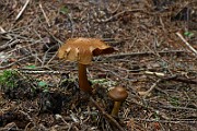 IMG_2441