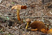 IMG_2445