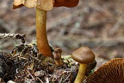 IMG_2446