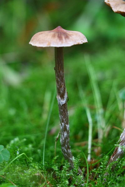 IMG_2300.JPG