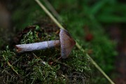 IMG_2266