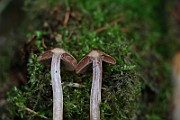 IMG_2275