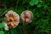 IMG_2278