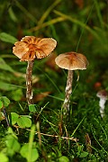 IMG_2287
