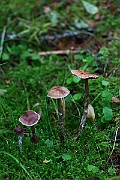 IMG_2305