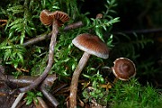 IMG_9352