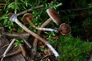IMG_9356