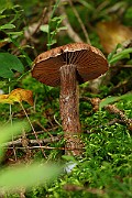IMG_2129