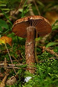 IMG_2130