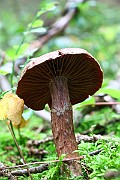 IMG_2132