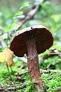 IMG_2133