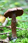 IMG_2135