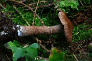 IMG_2137