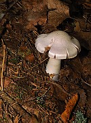 IMG_0604