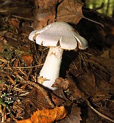 IMG_0605