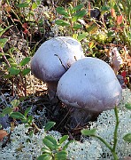 IMG_1429