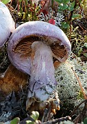 IMG_1433
