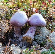 IMG_1435