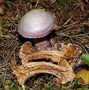IMG_1915