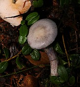 IMG_5972