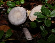 IMG_5979