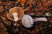 IMG_5980