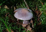 IMG_6091
