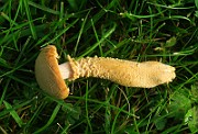 IMG_0594