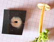IMG_0276s