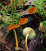 IMG_9203