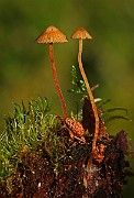 IMG_0174
