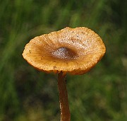 IMG_8621