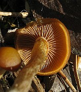 IMG_5642