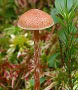 IMG_1831b