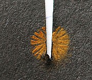 IMG_9994