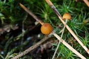 IMG_0979