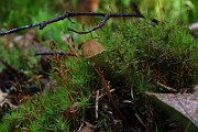IMG_9234