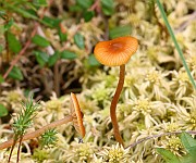 IMG_1796