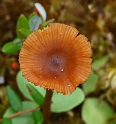 IMG_1799