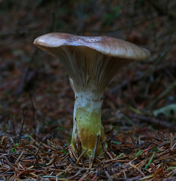 IMG_6239.JPG